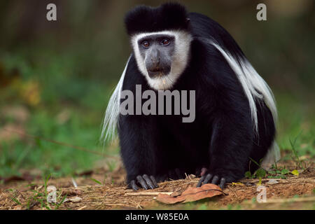 L'est le noir et blanc (Colobus guereza Colobus) jeune homme se nourrissant de sol pour Sels et minéraux. Kakamega Forest National Reserve, Province de l'Ouest, au Kenya Banque D'Images