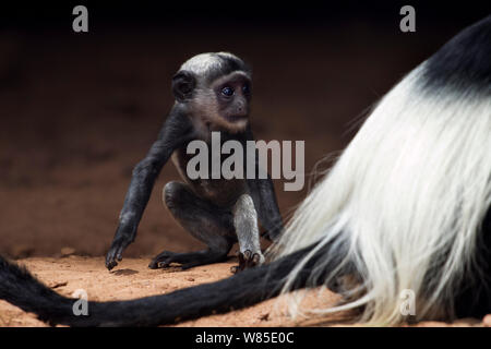 L'est le noir et blanc (Colobus guereza Colobus) femelle avec bébé de moins d'un mois à errer pendant sa mère mange le sol. Forêt de Kakamega au sud, Province de l'Ouest, au Kenya Banque D'Images