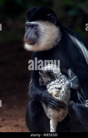 L'est le noir et blanc (Colobus guereza Colobus) femmes exerçant son bébé de moins d'un mois assis sur le sol. Forêt de Kakamega au sud, Province de l'Ouest, au Kenya Banque D'Images