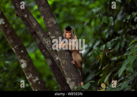 Le sud ou Sunda à queue de cochon macaque (Macaca nemestrina) mineur dans un arbre. Wild mais l'habitude d'être nourris par la population locale. Parc national de Gunung Leuser, Sumatra, Indonésie Banque D'Images