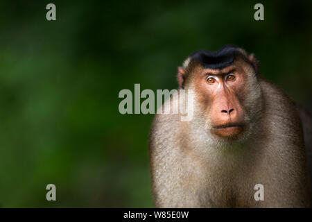 Le sud ou Sunda à queue de cochon macaque (Macaca nemestrina) mâle mature woman. Wild mais l'habitude d'être nourris par la population locale. Parc national de Gunung Leuser, Sumatra, Indonésie. Banque D'Images