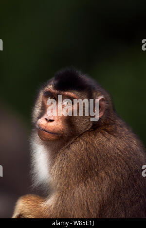 Le sud ou Sunda à queue de cochon macaque (Macaca nemestrina) portrait féminin. Wild mais l'habitude d'être nourris par la population locale. Parc national de Gunung Leuser, Sumatra, Indonésie. Banque D'Images