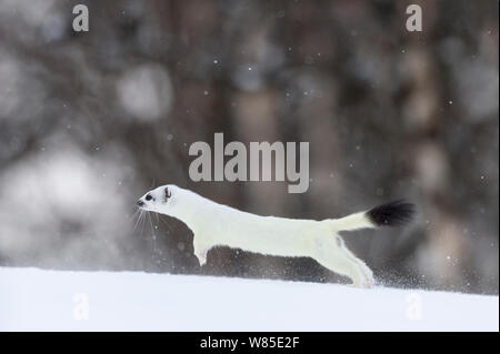 Hermine (Mustela erminea) manteau d'hiver blanc en cours d'exécution. Vauldalen, Sor-Trondelag (Norvège). Mai. Banque D'Images