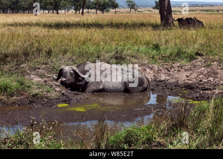 Cape ou Buffle africain (Syncerus caffer) se vautrer dans un trou d'eau. Masai Mara National Reserve, Kenya. Jan 2012. Banque D'Images