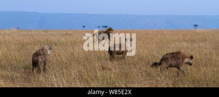 Trois hyènes (Crocuta crocuta) d'être chassé par un homme African lion (Panthera leo). Masai Mara National Reserve, Kenya. Feb 2012. Banque D'Images