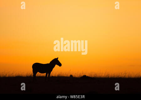 Conjoint ou zèbre Des Plaines (Equus quagga burchellii) au lever du soleil. Masai Mara National Reserve, Kenya. Feb 2012. Banque D'Images