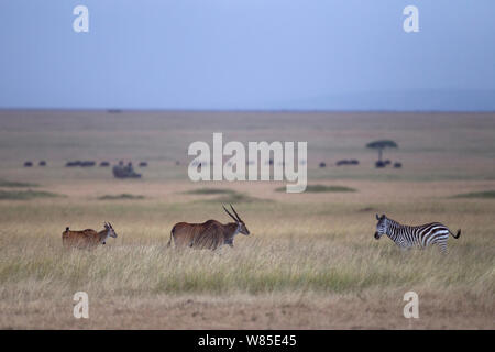 Éland commun (Tragelaphus oryx) femelle et veau avec marche ou commune zèbre Des Plaines (Equus quagga burchellii). Masai Mara National Reserve, Kenya. Feb 2012. Banque D'Images