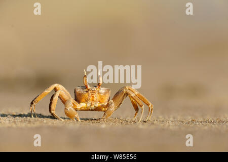 Crabe de sable (Ocypode curseur) sur plage, la Turquie. Banque D'Images