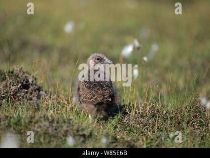 Labbe parasite (Stercorarius parasiticus) chick, Fair Isle, Ecosse, Royaume-Uni. Banque D'Images