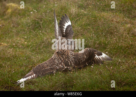 Références grand (Stercorarius skua) combats au différend territorial Hermaness, Unst, Shetland, Scotland, UK. De juin. Banque D'Images