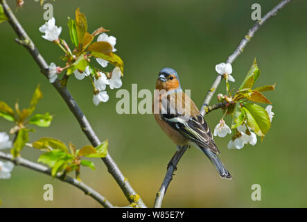 Chaffinch (Fringilla coelebs) sur prunellier arbre dans la fleur, Norfolk, England, UK, avril. Banque D'Images