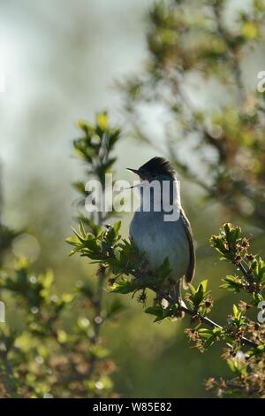 Blackcap (Sylvia atricapilla) mâle en chanson, Norfolk, Angleterre, Royaume-Uni. Mai. Banque D'Images