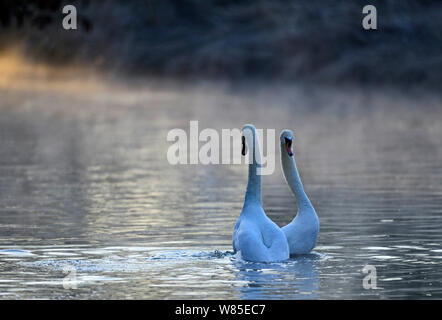 Mute Swan (Cygnus olor) en parade nuptiale sur River Thet, Norfolk, England, UK, avril. Banque D'Images