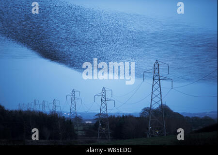 Etourneau sansonnet (Sturnus) vulgarss murmuration d'un troupeau d'environ un million d'arriver au dortoir, Rigg, Dumfries et Galloway, Écosse, Royaume-Uni. Décembre. Banque D'Images