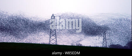 Etourneau sansonnet (Sturnus) vulgarss murmuration d'un troupeau d'environ un million d'arriver au dortoir, Rigg, Dumfries et Galloway, Écosse, Royaume-Uni. Décembre. Banque D'Images