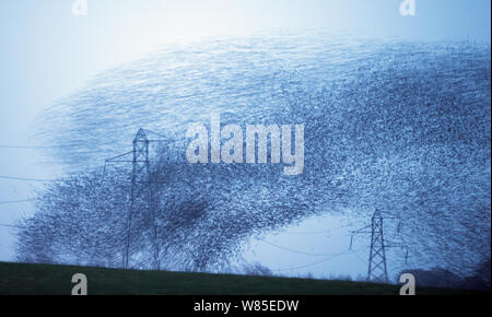 Etourneau sansonnet (Sturnus) vulgarss murmuration d'un troupeau d'environ un million d'arriver au dortoir, Rigg, Dumfries et Galloway, Écosse, Royaume-Uni. Décembre. Banque D'Images