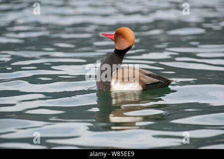 Nette rousse (Netta rufina) mâle sur le lac de Genève, Suisse, mars. Banque D'Images