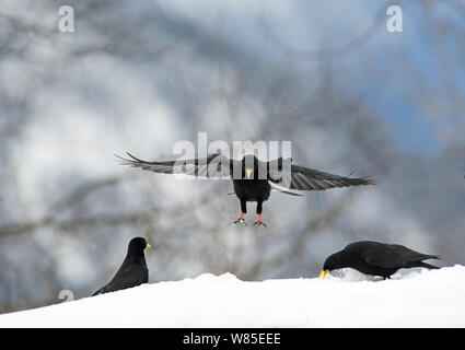 Alpine Chough Pyrrhocorax graculus) (Landing, Alpes Bernoises, Suisse. Banque D'Images