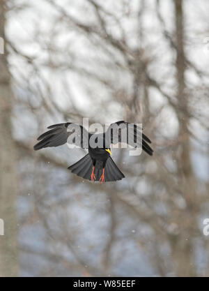 Alpine Chough Pyrrhocorax graculus) (en vol, Alpes Bernoises, Suisse. Banque D'Images