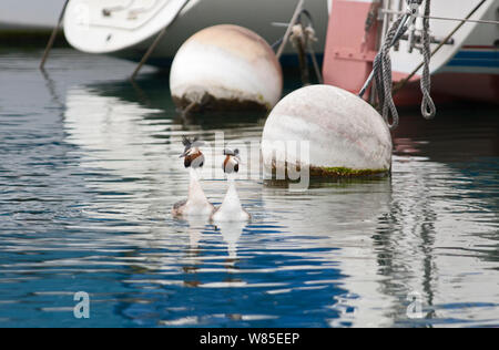 Grand-grèbe huppé (Podiceps cristatus) une paire de bouées passé, le lac de Genève, Suisse, mars. Banque D'Images