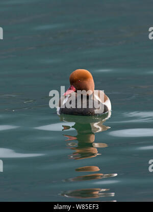 Nette rousse (Netta rufina) mâle sur le lac de Genève, Suisse, mars. Banque D'Images