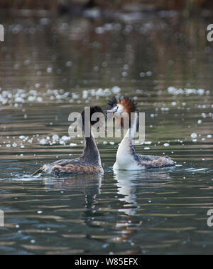 Grand-grèbe huppé (Podiceps cristatus) paire en secouant la tête, Lake Parade de Genève, Suisse, mars. Banque D'Images