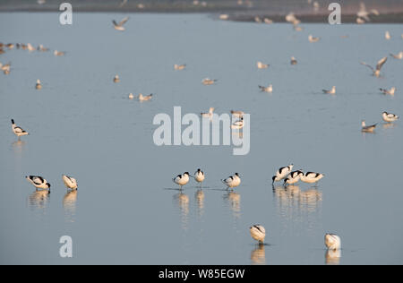 Avocettes (Recurvirostra avosetta) de nourriture, les marais le CLAJ, Norfolk, England, UK, Mars Banque D'Images