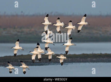 Avocettes (Recurvirostra avosetta) en vol, le CLAJ Marais Réserver, Norfolk, Angleterre, Royaume-Uni, mars. Banque D'Images