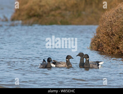 La Bernache cravant (Branta bernicla) petit groupe sur l'eau, l'Brancaster, North Norfolk, Angleterre, Royaume-Uni. Mars Banque D'Images