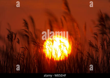 Lever du soleil vu de roselière à Claj Marais Réserver, Norfolk, Angleterre, Royaume-Uni, mars. Banque D'Images