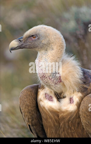 Portrait de vautour fauve (Gyps fulvus) des profils dans les Pyrénées Catalanes, en Espagne, en novembre. Banque D'Images