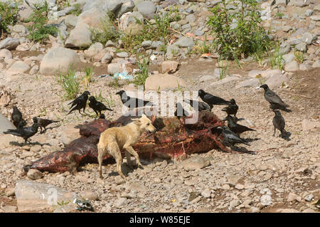 Carcasse de vache avec bec épais d'évacuation (Corvus macrorhynchos) corbeaux et chien sauvage. L'Haryana, Inde. Mars 2005. L'effondrement des populations de vautours sauvages dans le sous-continent indien a causé des inquiétudes au sujet de la prolifération des chiens féroces qui ont remplacé les vautours charognards naturel dans l'environnement, conduisant à des craintes au sujet de la propagation des maladies et l'augmentation du risque de la rage dans la population humaine. Banque D'Images