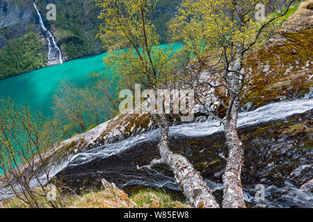 Une branche des sept Sœurs (Dei Sju Systrene, De Syv Sostre) cascades, avant de tomber dans Geirangerfjorden. Skageflafossen sur l'autre côté du fjord, avec bouleau pubescent (Betula pubescens) en premier plan. UNESCO World Heritage Site. More og Romsdal (Norvège), mai 2012. Banque D'Images