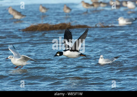 Islande (Bucephala clangula) mâles volant bas au-dessus de l'eau, Brancaster, Norfolk, en février. Banque D'Images