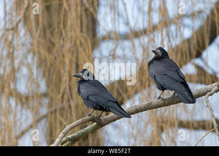 Les corbeaux freux (corvus frugilegus) perché sur branche, Norfolk, en février. Banque D'Images