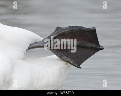 Mute swan (Cygnus olor) montrant pied palmés, Norfolk, en février. Banque D'Images