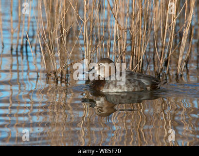 Fuligule milouin (Aythya ferina) féminin, Norfolk, en février. Banque D'Images