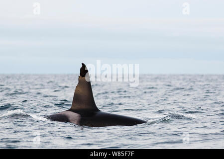 Orca / de l'épaulard (Orcinus orca) surfacing, montrant blessé la nageoire dorsale. Andfjorden, près d'Andoya, Nordland, Norvège, janvier. Banque D'Images