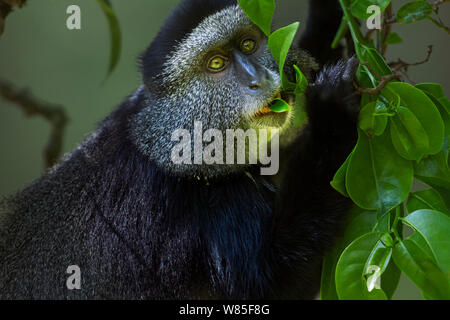 Stulmann&# 39;s blue monkey (Cercopithecus mitis stuhlmanni) se nourrissent de feuilles. Forêt de Kakamega au sud, Province de l'Ouest, au Kenya. Banque D'Images