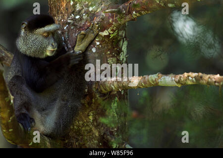 Stulmann&# 39;s blue monkey (Cercopithecus mitis stuhlmanni) l'auto-toilettage. Forêt de Kakamega au sud, Province de l'Ouest, au Kenya. Banque D'Images