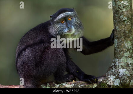 Stulmann&# 39;s blue monkey (Cercopithecus mitis stuhlmanni) séance portrait juvénile. Forêt de Kakamega au sud, Province de l'Ouest, au Kenya. Banque D'Images