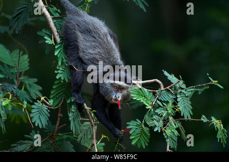 Stulmann&# 39;s blue monkey (Cercopithecus mitis stuhlmanni) se nourrissant sur les fleurs d'un arbre. Forêt de Kakamega au sud, Province de l'Ouest, au Kenya. Banque D'Images