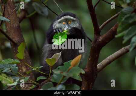 Stulmann&# 39;s blue monkey (Cercopithecus mitis stuhlmanni) se nourrissant des feuilles juvéniles. Forêt de Kakamega au sud, Province de l'Ouest, au Kenya. Banque D'Images