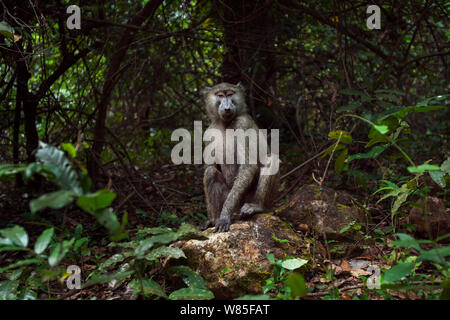 Des babouins Olive (Papio cynocephalus anubis) femme assise sur un rocher à la recherche avec curiosité. Le parc national de Gombe, en Tanzanie. Banque D'Images