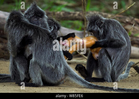 / Argenté langur à feuilles d'argent (Trachypithecus cristatus) combats au jeune bébé âgés de 2 semaines. Parc national de Bako, Sarawak, Bornéo, Malaisie. Banque D'Images