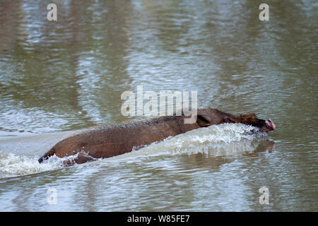 Cochon barbu (Sus barbatus) nager à travers une rivière pour atteindre une nouvelle région de l'alimentation . Parc national de Bako, Sarawak, Bornéo, Malaisie. Banque D'Images