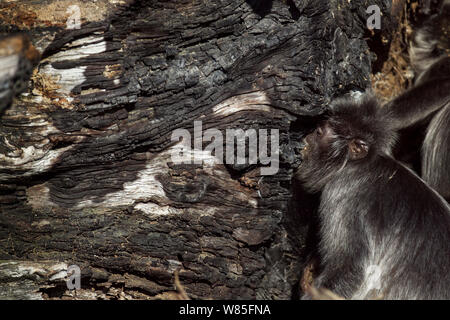 / Argenté langur à feuilles d'argent (Trachypithecus cristatus) se nourrissant sur le charbon de bois d'un tronc d'arbre brûlé pour aider à la digestion. Parc national de Bako, Sarawak, Bornéo, Malaisie. Banque D'Images