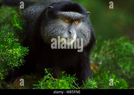 Stulmann&# 39;s blue monkey (Cercopithecus mitis stuhlmanni) portrait juvénile. Forêt de Kakamega au sud, Province de l'Ouest, au Kenya. Banque D'Images