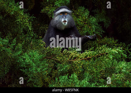 Stulmann&# 39;s blue monkey (Cercopithecus mitis stuhlmanni) se nourrissant sur les baies d'un conifère arbre. Forêt de Kakamega au sud, Province de l'Ouest, au Kenya. Banque D'Images