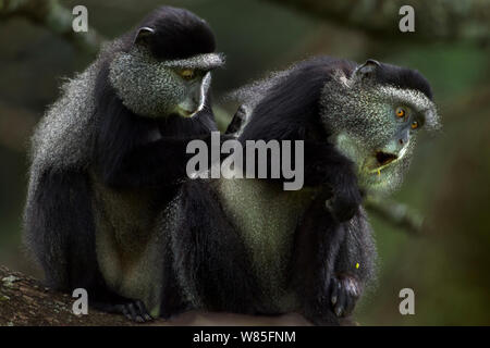 Stulmann&# 39;s blue monkey (Cercopithecus mitis stuhlmanni) femelles toilettage. Forêt de Kakamega au sud, Province de l'Ouest, au Kenya. Banque D'Images